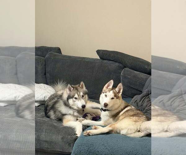 Medium Photo #2 Siberian Husky-Unknown Mix Puppy For Sale in Raleigh, NC, USA