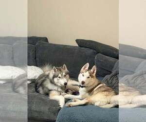 Jinx - Female Siberian Husky-Unknown Mix Dog for Adoption - Photo #2