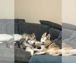 Small Photo #2 Siberian Husky-Unknown Mix Puppy For Sale in Raleigh, NC, USA