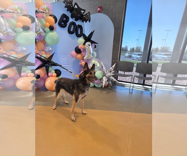 Medium Photo #2 German Shepherd Dog Puppy For Sale in MIDWAY, UT, USA