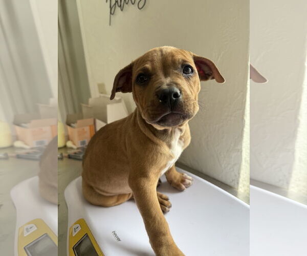 Medium Photo #2 Mutt Puppy For Sale in Fort Collins, CO, USA