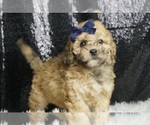 Puppy Amina F1B ShihPoo