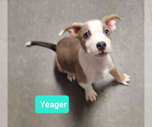 American Pit Bull Terrier Dogs for adoption in Richmond, IN, USA