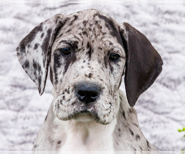 Medium Photo #2 Great Dane Puppy For Sale in WAKARUSA, IN, USA