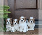 Small #1 Shih Tzu