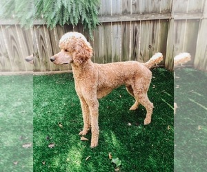 Father of the Goldendoodle puppies born on 01/01/2022