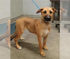 Mutt Dogs for adoption in Camarillo, CA, USA