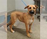 *GRAVY - Female Mutt Dog for Adoption - Small photo