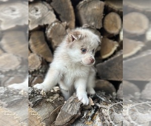Alaskan Klee Kai-Pomsky Mix Puppy for sale in STAPLES, MN, USA