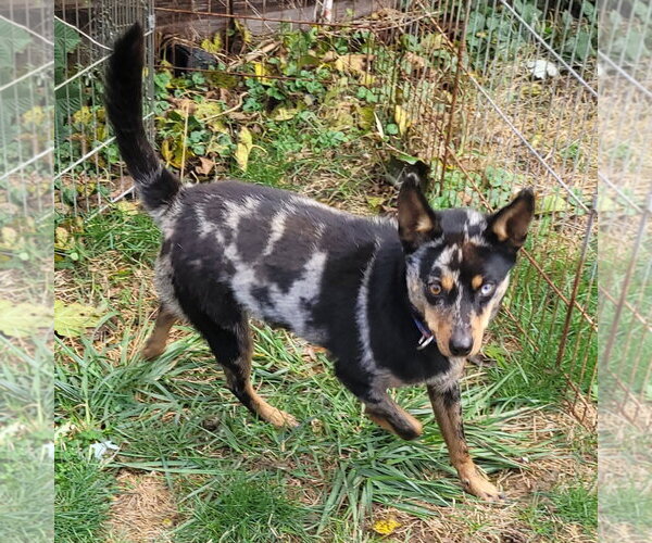 Medium Photo #8 Australian Shepherd-Unknown Mix Puppy For Sale in FAIRLAWN, OH, USA