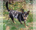 Small #7 Australian Shepherd Mix