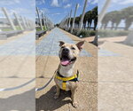 Small #3 American Pit Bull Terrier Mix