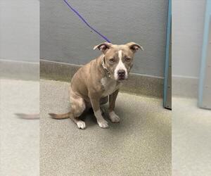 Mutt Dogs for adoption in Las Vegas, NV, USA