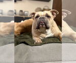 Small #3 Bulldog
