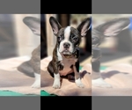 Small Photo #13 Faux Frenchbo Bulldog Puppy For Sale in SAN ANTONIO, TX, USA