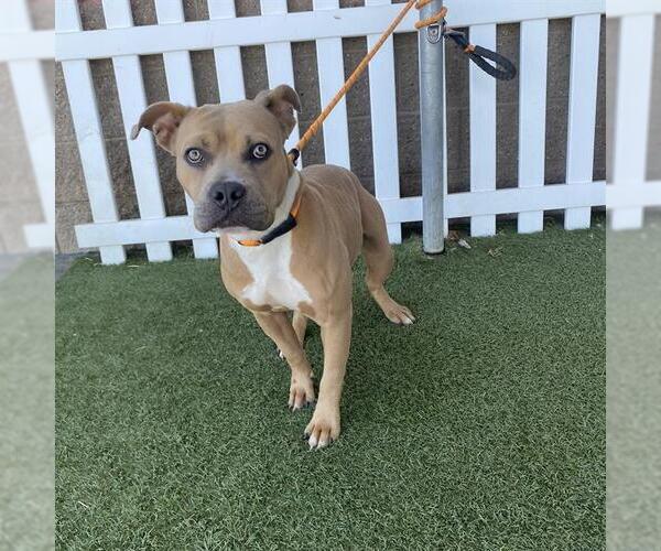Medium Photo #1 Mutt Puppy For Sale in Modesto, CA, USA