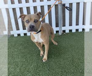 Mutt Dogs for adoption in Modesto, CA, USA