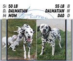 Small Photo #92 Dalmatian Puppy For Sale in GOSHEN, IN, USA