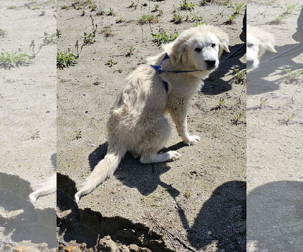 Medium Photo #6 Great Pyrenees Puppy For Sale in Croydon, NH, USA