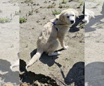 Small #5 Great Pyrenees