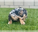 Small #10 English Bulldog