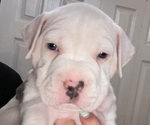 Puppy Skully American Bully