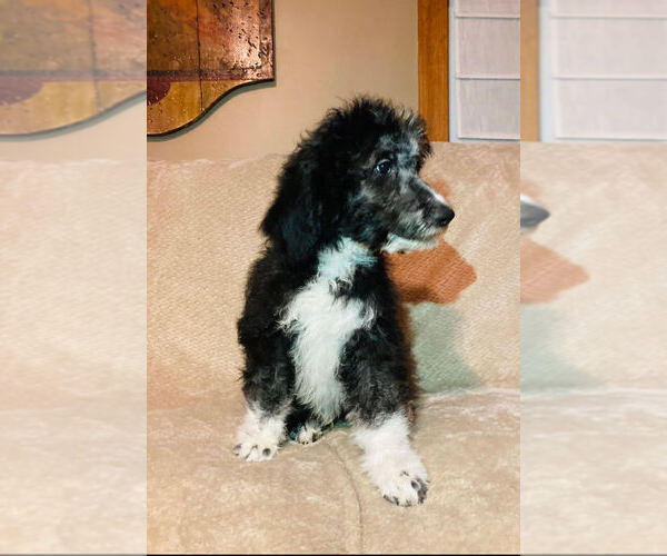 Medium Photo #1 Aussiedoodle Puppy For Sale in THURMOND, NC, USA
