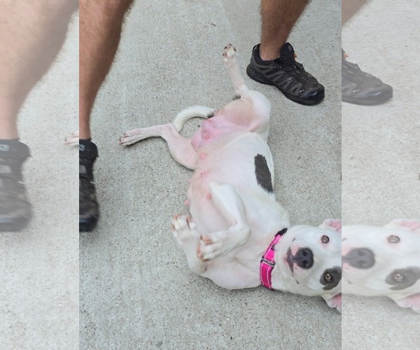 Medium Photo #12 Mutt Puppy For Sale in Woodbury, NY, USA