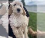 Puppy Rusty Goldendoodle