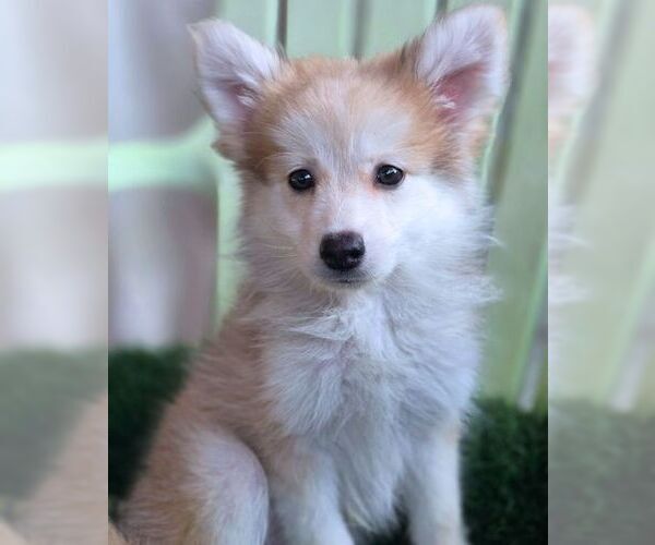 Medium Photo #5 Chiranian Puppy For Sale in Tustin, CA, USA