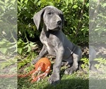 Small #4 Great Dane