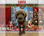 Puppy Santa Goldendoodle