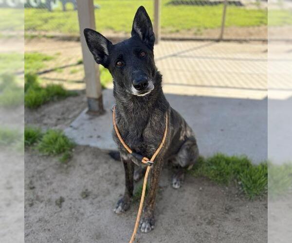 Medium Photo #1 Holland Shepherd-Unknown Mix Puppy For Sale in Modesto, CA, USA
