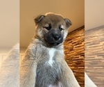 Small #11 Shiba Inu