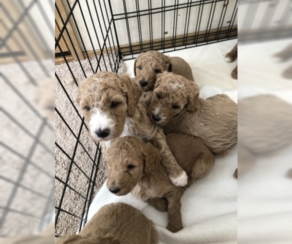 Medium Photo #3 Poodle (Standard) Puppy For Sale in PARKLAND, WA, USA