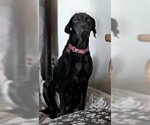 Small Photo #10 Plott Hound-Pointer Mix Puppy For Sale in Lake Forest, CA, USA