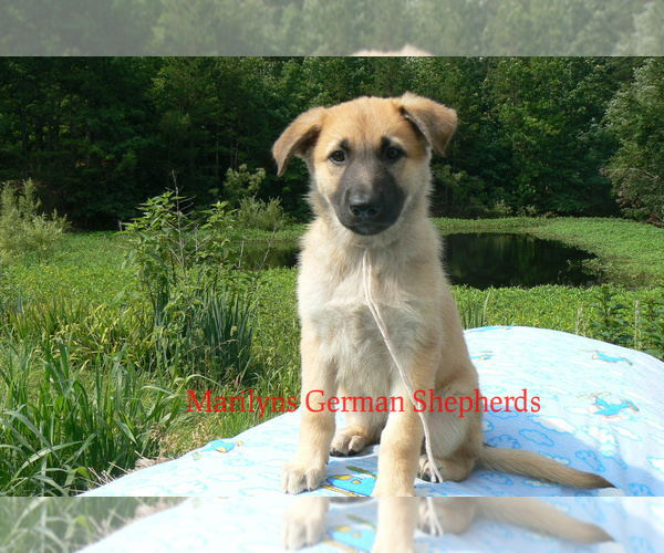 Medium Photo #4 German Shepherd Dog Puppy For Sale in PIEDMONT, MO, USA