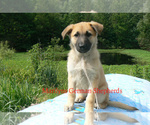 Small #3 German Shepherd Dog