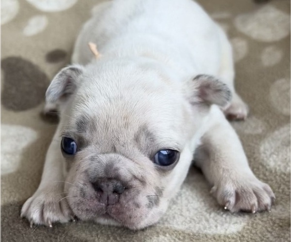 Medium Photo #2 French Bulldog Puppy For Sale in MONROE, GA, USA
