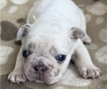 Small Photo #2 French Bulldog Puppy For Sale in MONROE, GA, USA