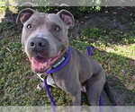 Small American Staffordshire Terrier Mix