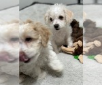 Small Photo #6 Maltipoo Puppy For Sale in ORANGE, CA, USA