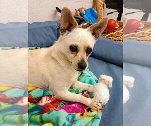 Chihuahua Dogs for adoption in York, SC, USA