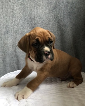 Medium Photo #4 Boxer Puppy For Sale in APPLE CREEK, OH, USA