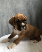 Small Photo #4 Boxer Puppy For Sale in APPLE CREEK, OH, USA