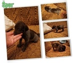 Small Photo #3 German Shorthaired Pointer Puppy For Sale in PLAINVIEW, TX, USA