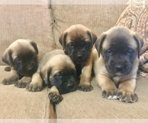 Mastiff Puppy for sale in CHILLICOTHE, OH, USA