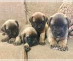 Small Photo #1 Mastiff Puppy For Sale in CHILLICOTHE, OH, USA