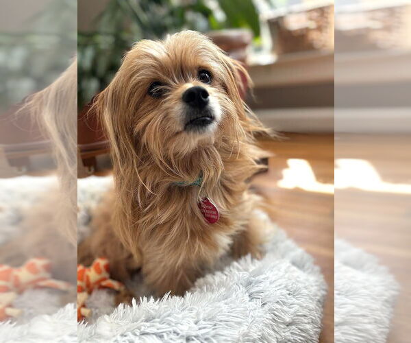 Medium Photo #1 Mutt Puppy For Sale in Arlington, VA, USA