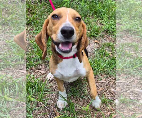 Medium Photo #2 Beagle Puppy For Sale in Dunnellon, FL, USA
